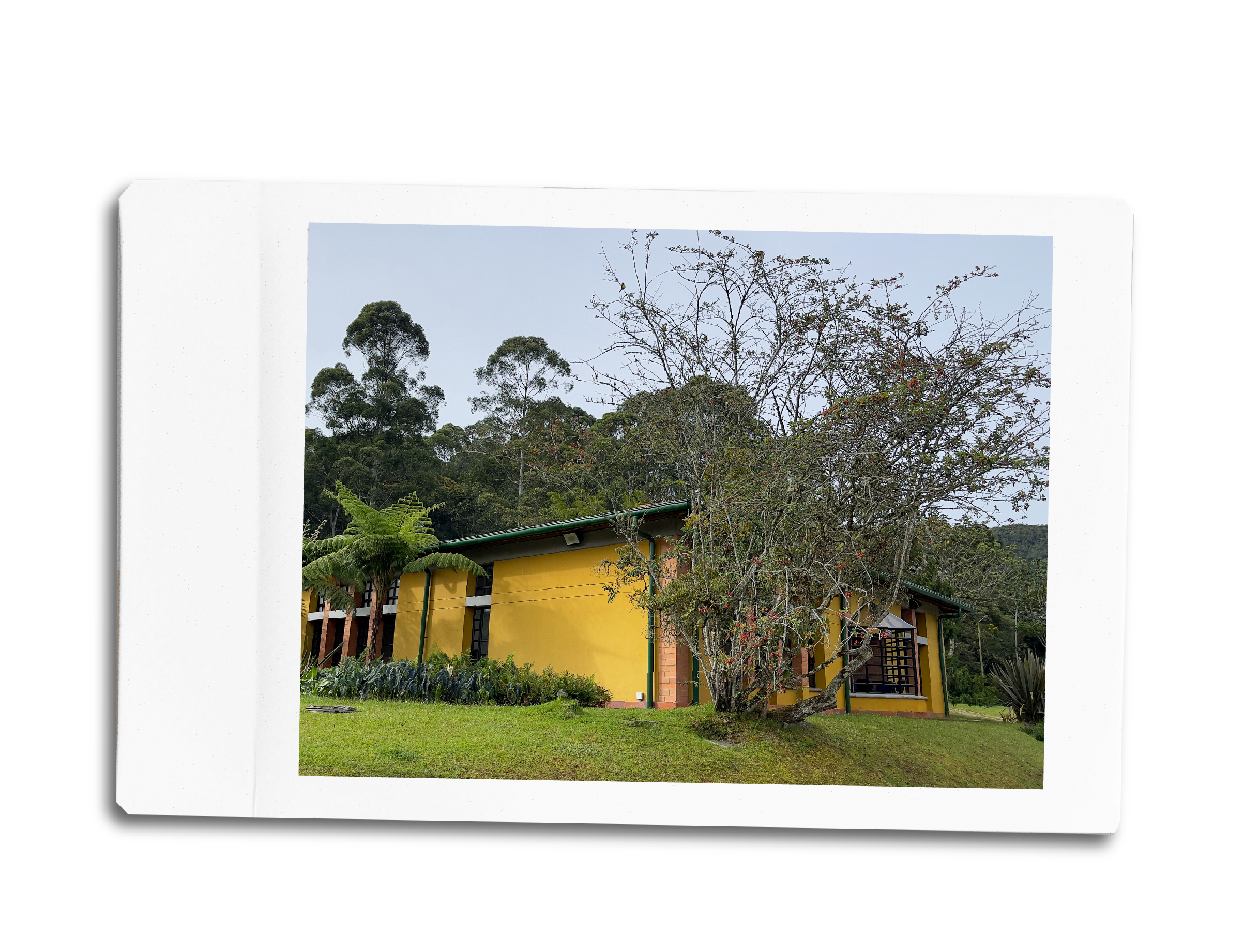 Polaroid Llanogrande