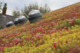 Lightweight green roof