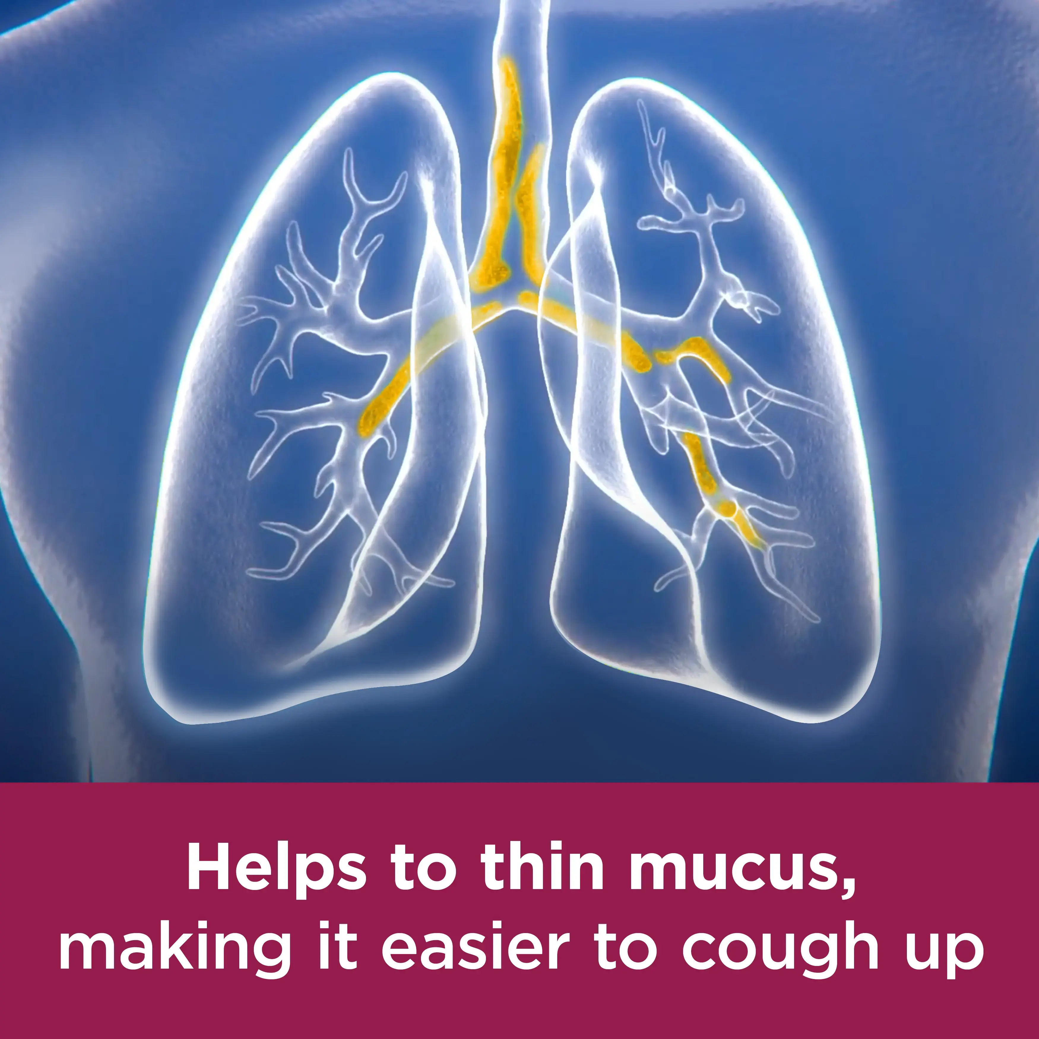 Image showing a drawing of lungs with the caption: Helps to thin mucus, making it easier to cough up
