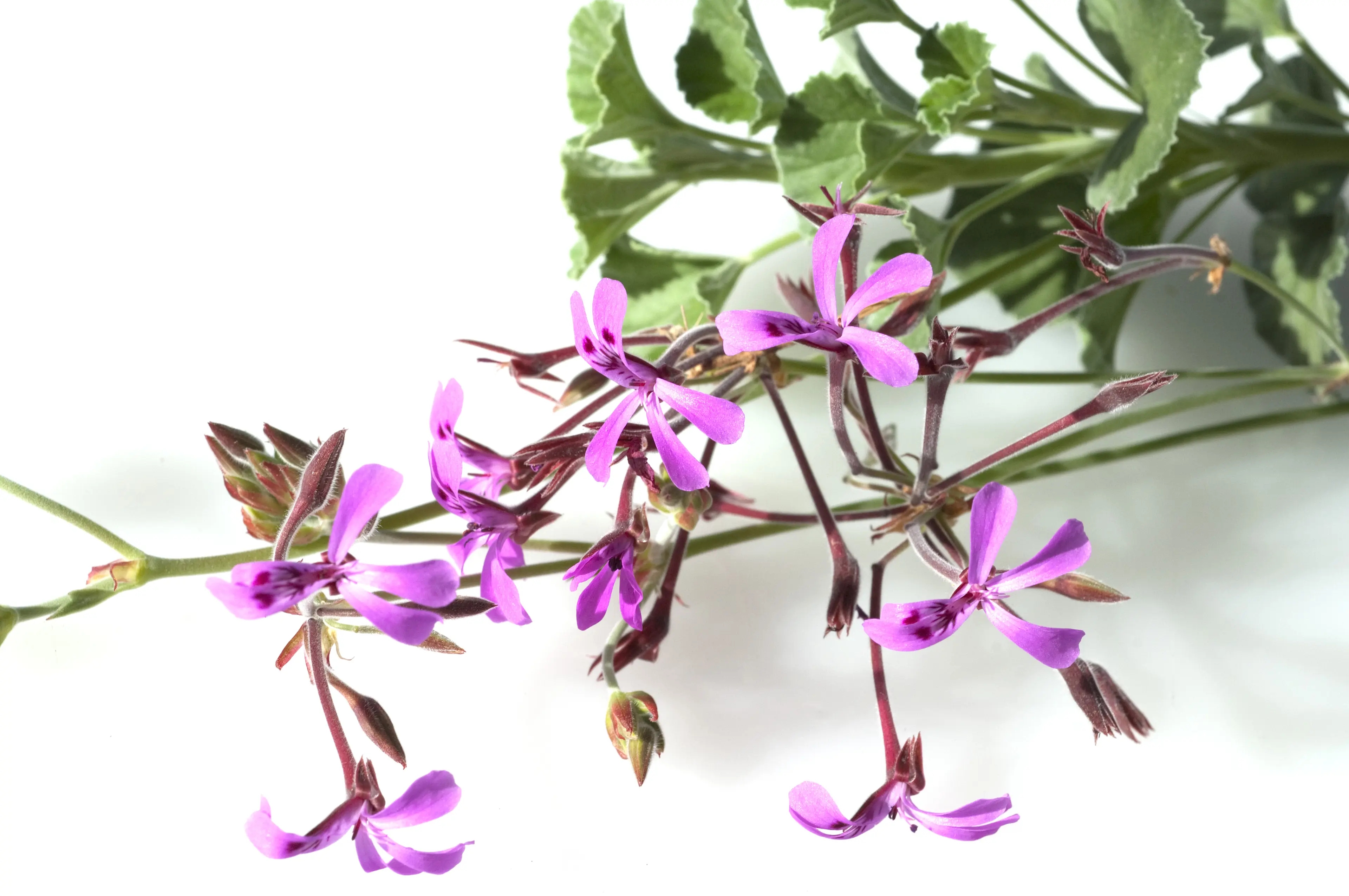 Pelargonium: What it is and How it’s Used | Benylin®