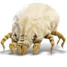 Dust Mite Allergy