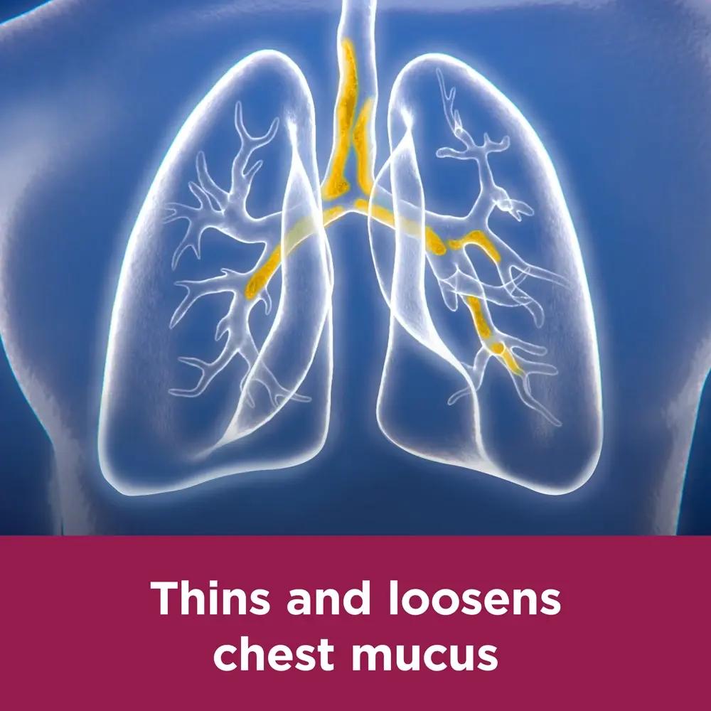 Image showing a drawing of lungs with the caption: Thins and loosens chest mucus