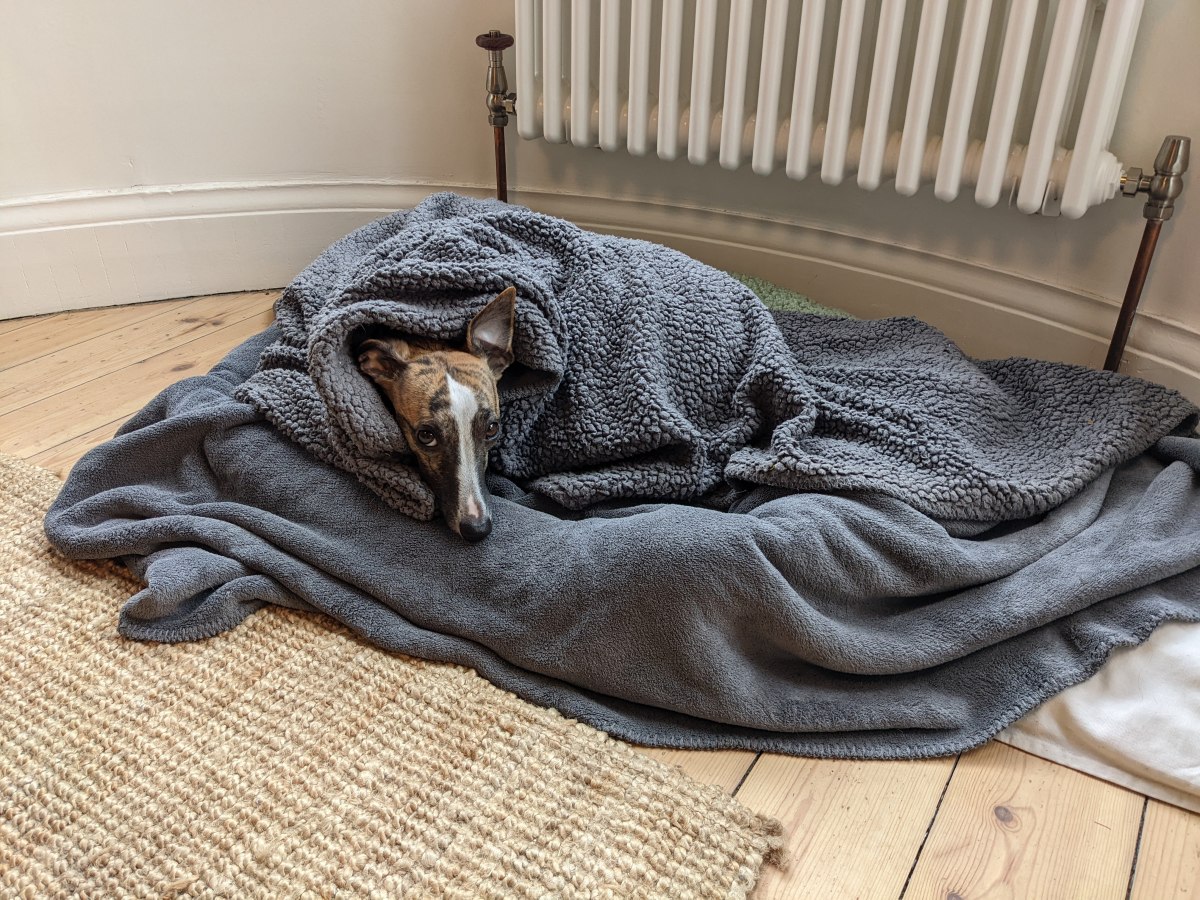 The Whippet Peanut, in her bed