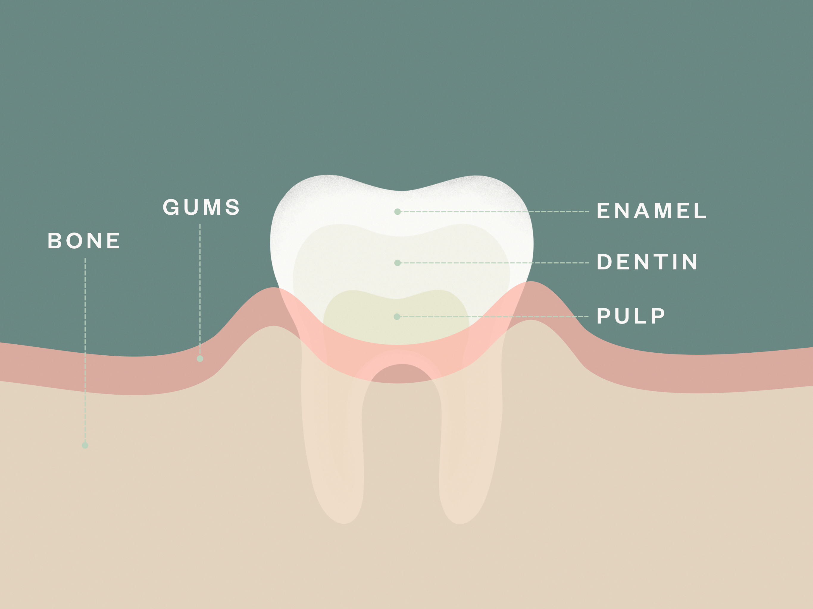 Tooth Anatomy Infographic