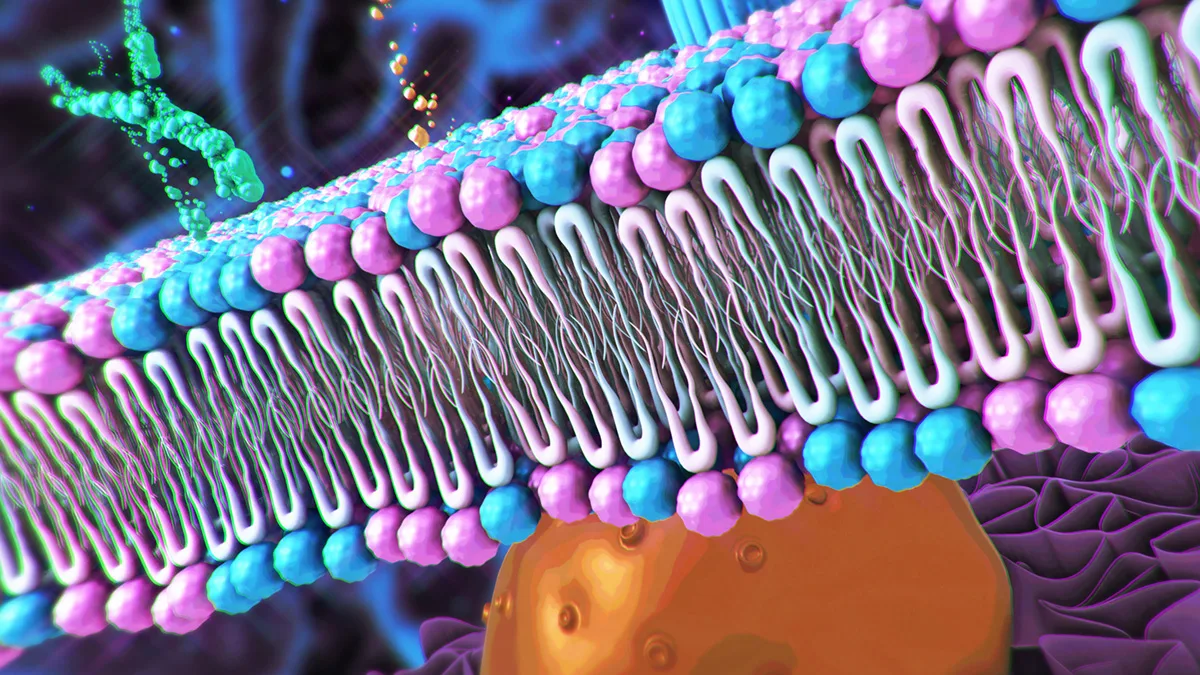 Lime Therapeutics Pioneers Therapies Targeting Lipid Biology image