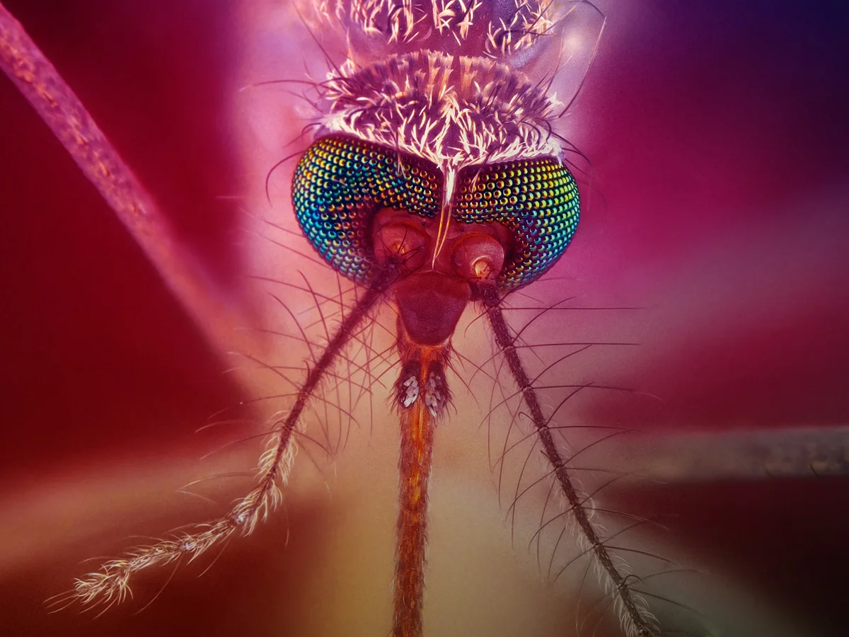 promo_thumbnail_mosquito_1200x900