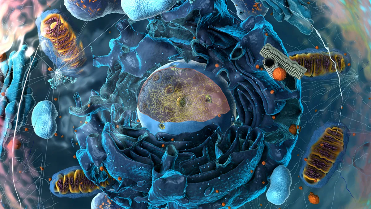 Making Sure Cells Don't Get the Short End of the Stick Images