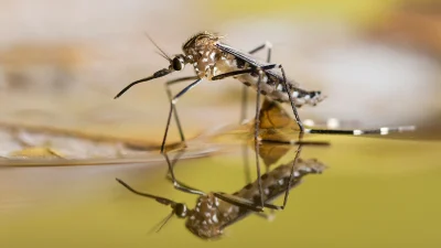 thumb_black_white_spotted_mosquito_surface_water