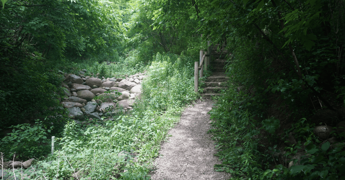 <figcaption class="wp-element-caption">Rosedale Ravine Trail, Toronto, Canada. <em>Image credit: Wikimedia</em></figcaption>