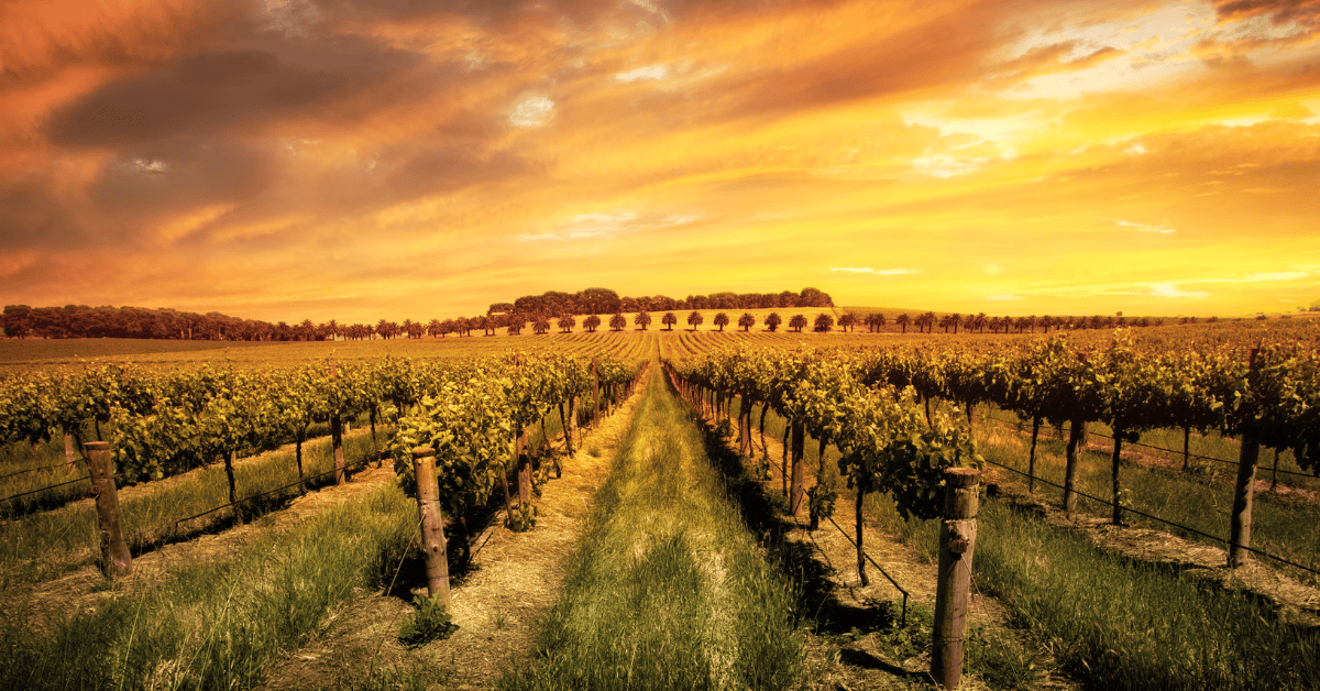 <figcaption class="wp-element-caption">Barossa Valley, Adelaide, Austrailia. <em>Image credit: BenGoode/Gettyimages</em></figcaption>