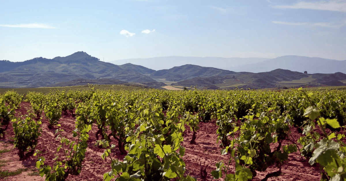 <figcaption class="wp-element-caption">Vineyards in Rioja. <em>Image credit: colin houston/Flickr</em></figcaption>