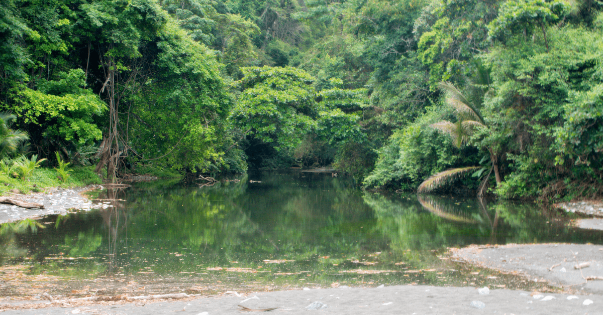 <figcaption class="wp-element-caption">Swamp area in Corcovado National Park, Costa Rica.&nbsp;<em>Image credit: Christian Haugen/Flickr</em></figcaption>