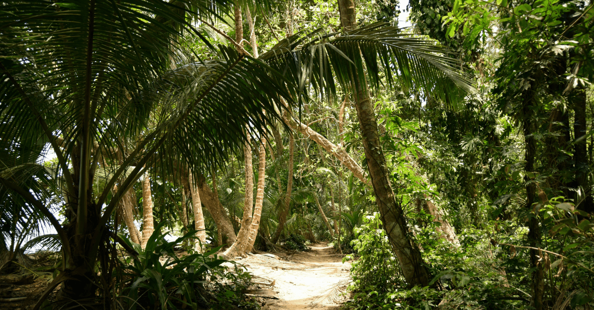 <figcaption class="wp-element-caption">A sandy, sun-dappled path at Tortuguero, Costa Rica. <em>Image credit: Lisa Kessler/Unsplash</em></figcaption>