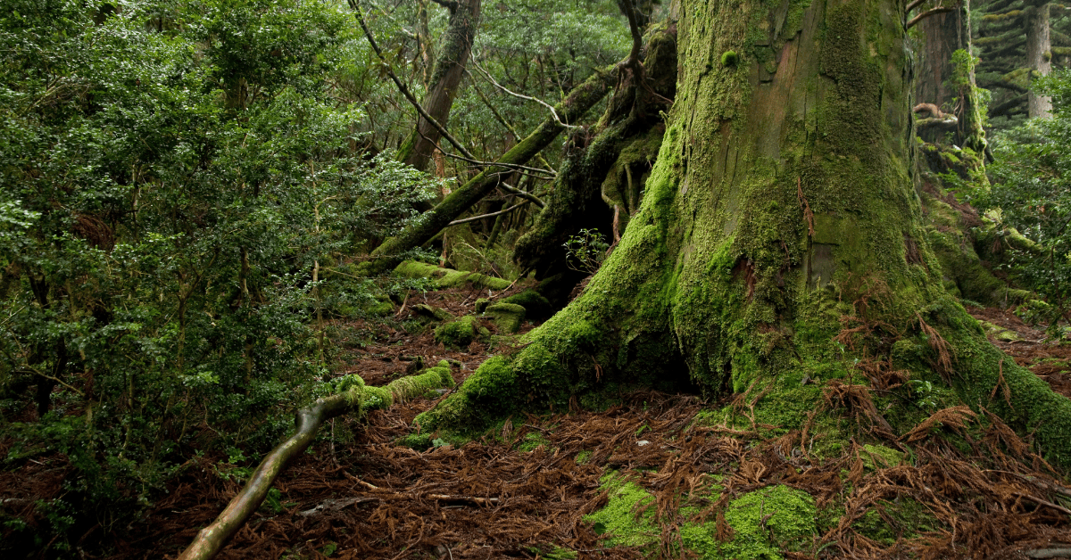 <figcaption class="wp-element-caption">Forest in Yakushima, Japan. <em>Image credit: Wikimedia</em></figcaption>