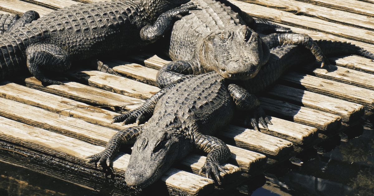 <figcaption>Three alligators sunning together on a deck. <em>Image credit: Alexis Montero/Unsplash</em></figcaption>