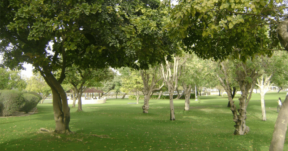 <figcaption class="wp-element-caption">Creek Park, Dubai, UAE.&nbsp;<em>Image credit: Shabeer Mohammed/Flickr</em></figcaption>