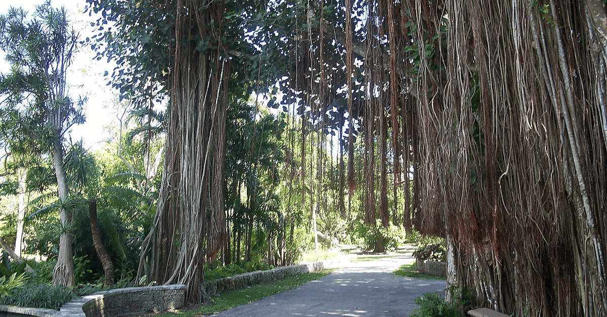 <figcaption class="wp-element-caption">The Kampong is one of the five gardens that are part of the National Tropical Botanical Garden (NTBG). <em>Image credit: Wikimedia</em></figcaption>