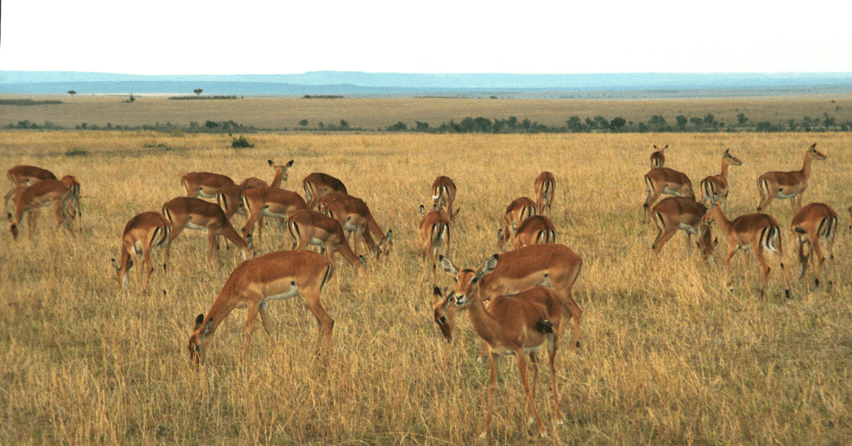 <figcaption class="wp-element-caption">Masai Mara, Kenya.&nbsp;<em>Image credit: Wikimedia</em></figcaption>