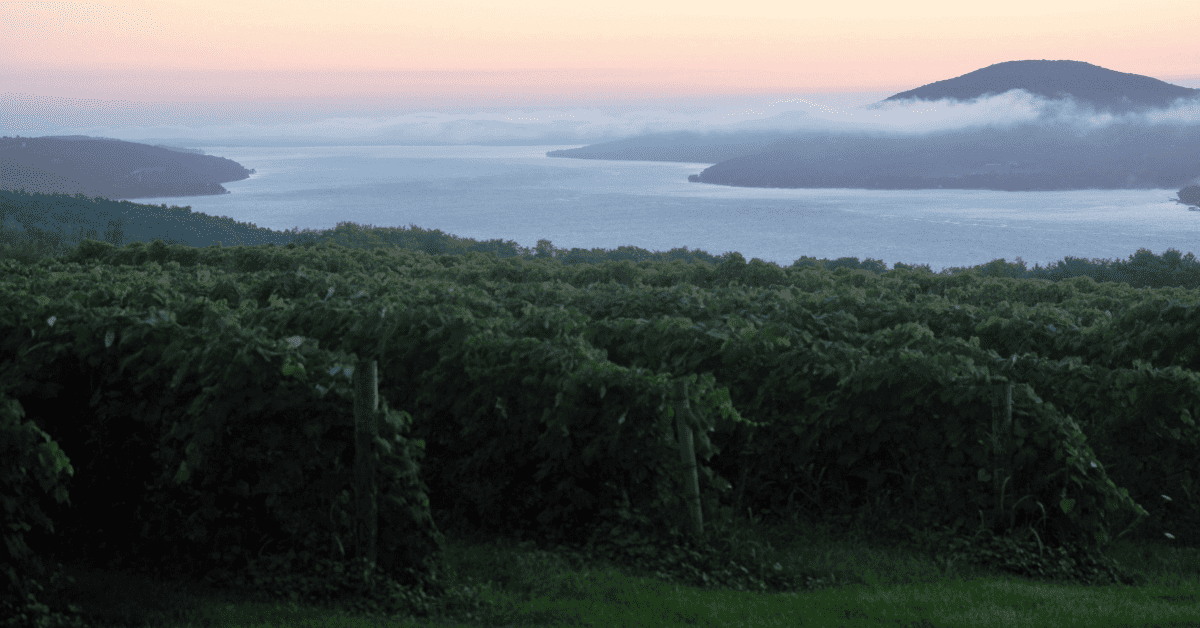 <figcaption class="wp-element-caption">Sunrise overlooking a vineyard in the Finger Lakes NY. <em>Image credit: Visit Finger Lakes/Flickr</em></figcaption>