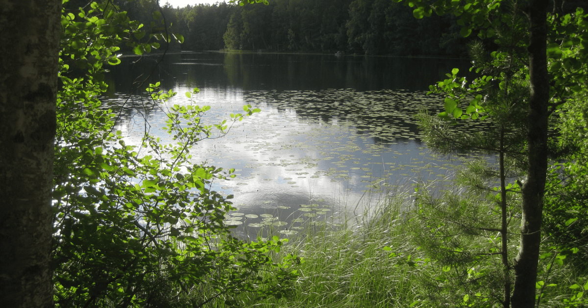 <figcaption class="wp-element-caption">Nuuksio National Park, Eskoo, Finland.<em> Image credit: Wikimedia</em></figcaption>