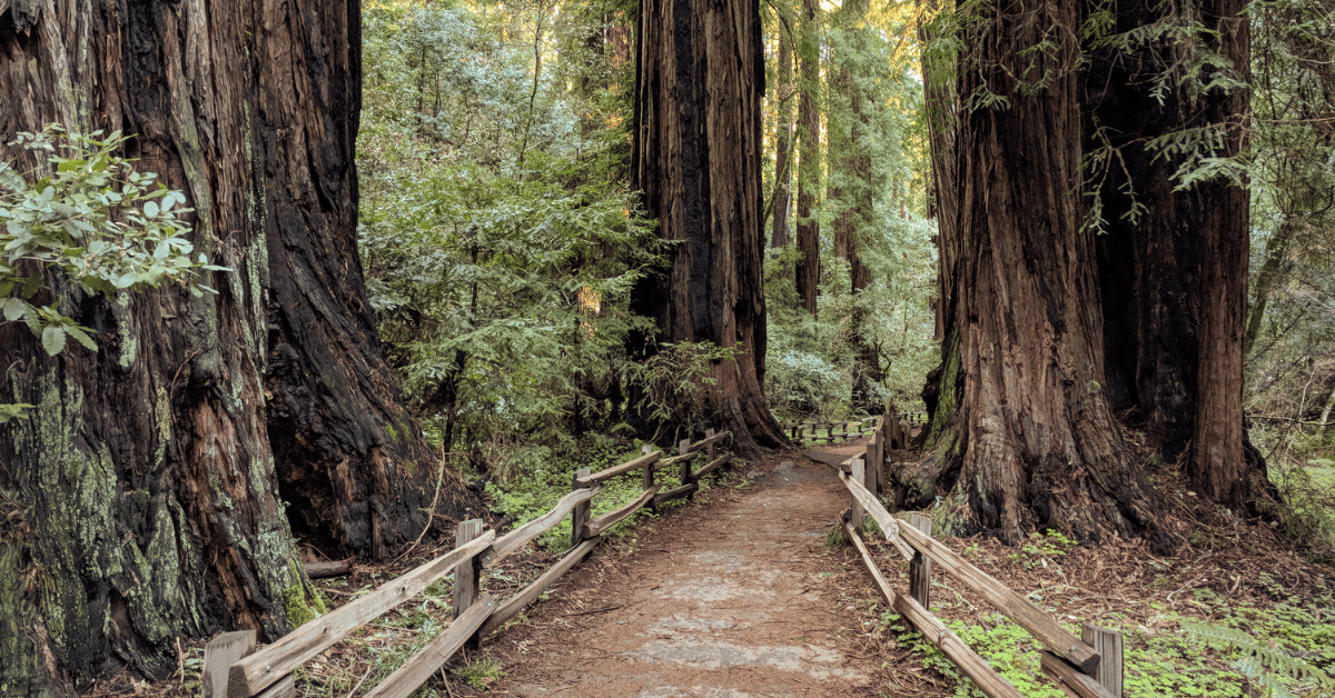 <figcaption class="wp-element-caption">Muir Woods, Bay Area, California, USA. <em>Image credit: Wikimedia </em></figcaption>