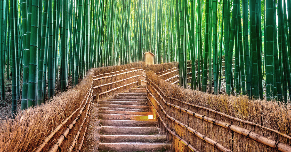 <figcaption class="wp-element-caption">Bamboo forest in Kyoto, Japan. <em>Image credit: tawatchaiprakobkit/Getty Images</em></figcaption>