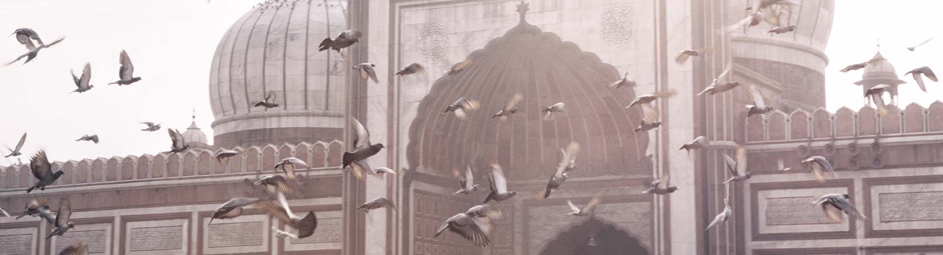 Pigeons fly above a domed building during sunset in Delhi