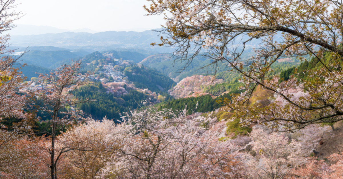 <figcaption class="wp-element-caption">Cherry Blossoms in Full Bloom, Mount Yoshino, Yoshino-Kumano National Park, Nara, Japan. <em>Image credit: CHENG FENG CHIANG/Getty Images</em></figcaption>