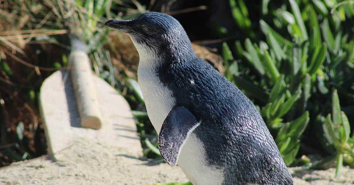 <figcaption>Visit the colony of little penguins at St Kilda. <em>Credit: iStock</em></figcaption>