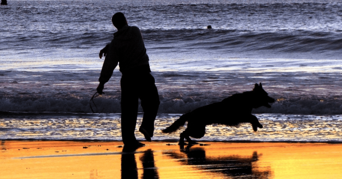 <figcaption class="wp-element-caption">Dog Beach at Ocean Beach. <em>Image credit: John William Hammond/Flickr</em></figcaption>