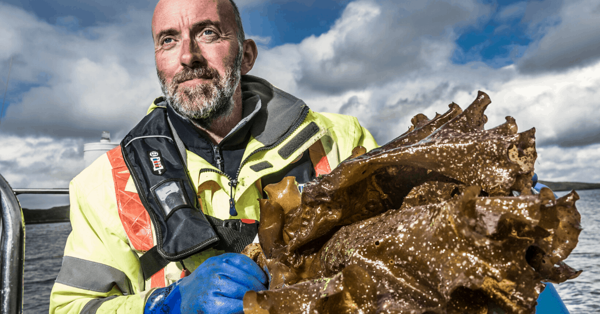 <figcaption> Seaweed harvester Lewis Mackenzie with sugar kelp, which is used to give the gin a distinct flavor. <em>Image credit: Isle of Harris Distillery</em></figcaption>