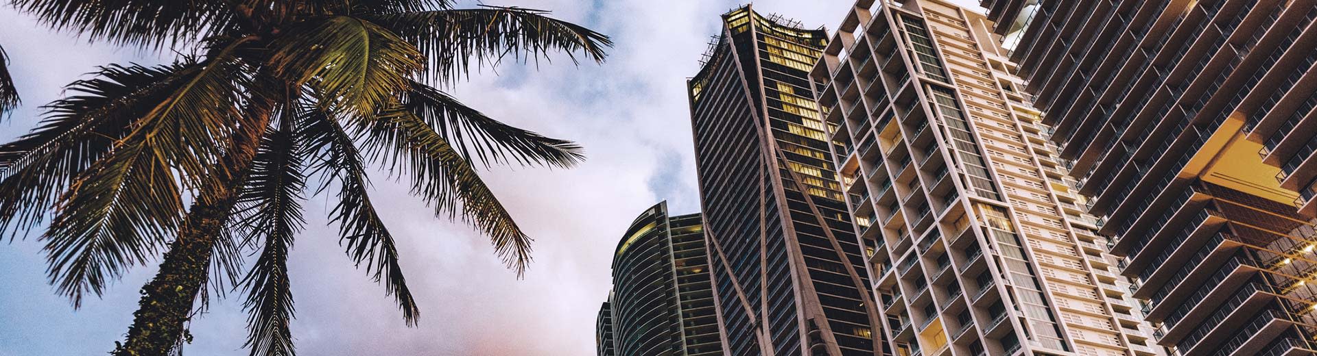 Palmen und Wolkenkratzer, die in Miami ausgestellt sind.