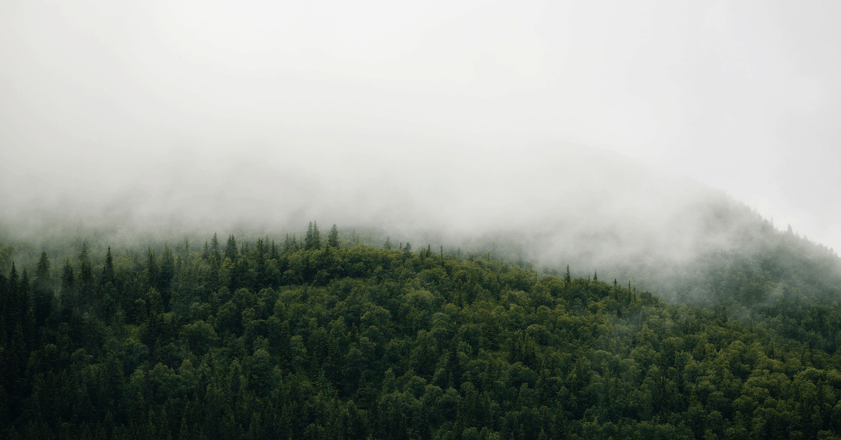 <figcaption class="wp-element-caption">Blacklane is proudly a certified carbon offset company. <em>Image credit: Jon Flobrant/Unsplash</em></figcaption>