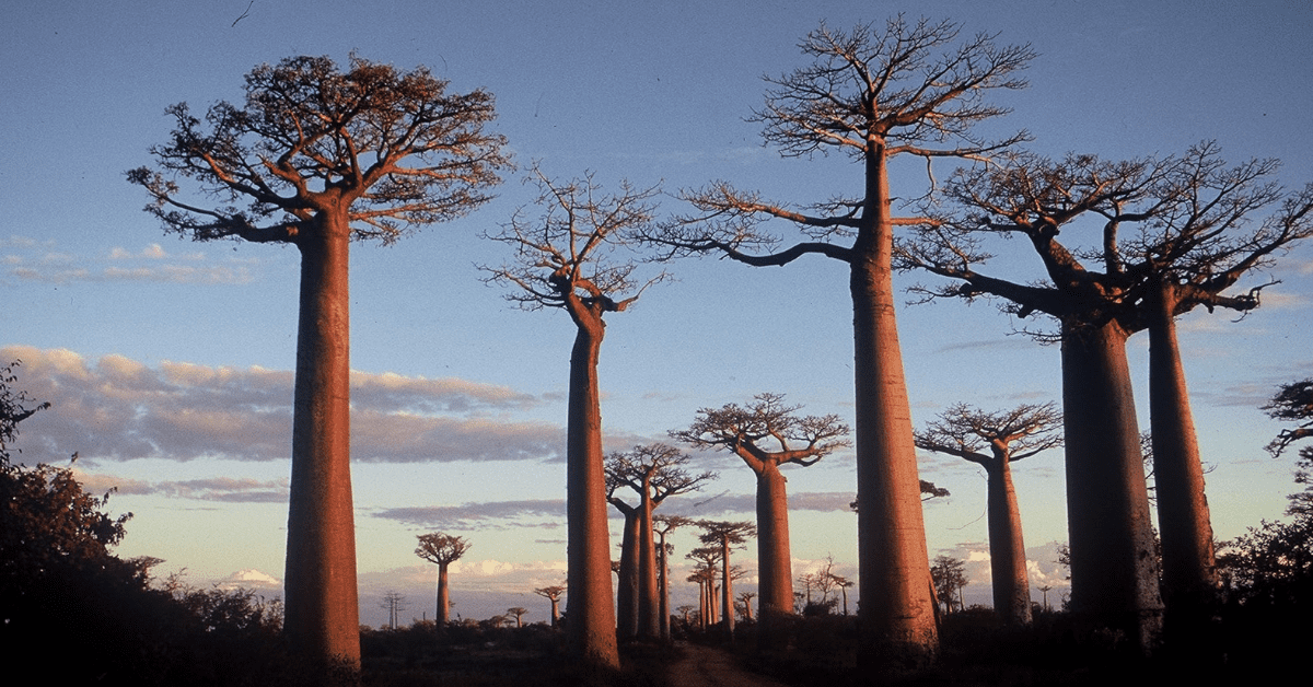 <figcaption class="wp-element-caption">Baobab trees, a natural wonder that stands as a symbol of Madagascar's unique biodiversity. <em>Image credit: Wikimedia</em></figcaption>