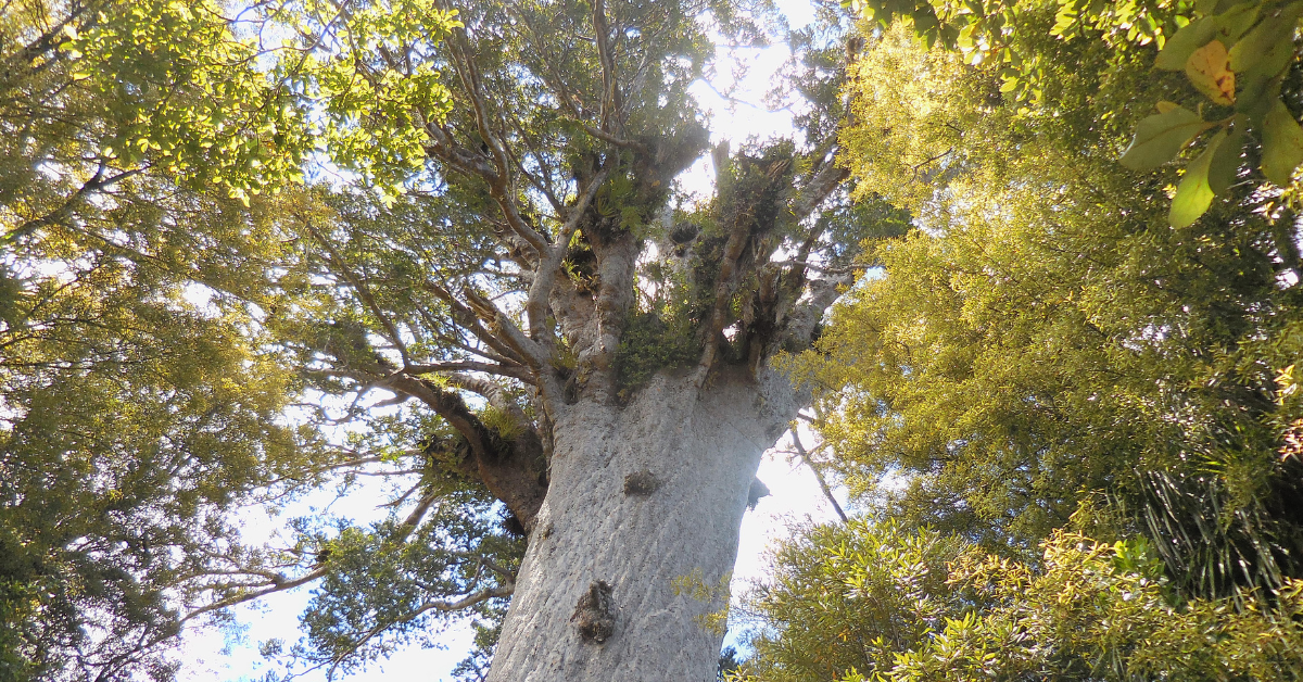 <figcaption class="wp-element-caption">Tane Mahuta, known as the God of the Forest, is the largest kauri tree living today. <em>Image credit: Wikimedia</em></figcaption>