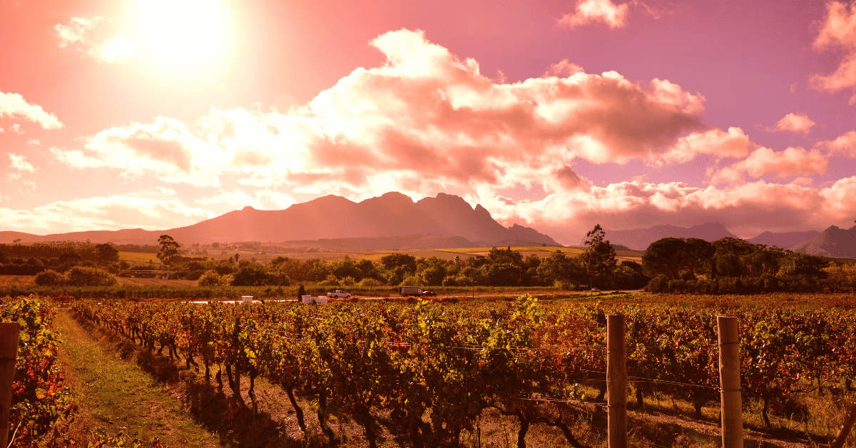 <figcaption class="wp-element-caption">Stellenbosch Wine Route, Western Cape, South Africa. <em>Image credit: South African Tourism/Flickr</em></figcaption>