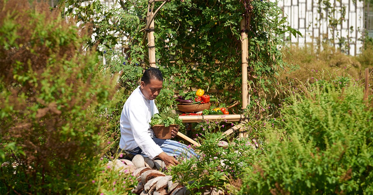 <figcaption>A chef harvests produce from an organic farm in Bali.<em> Image credit: Alila</em></figcaption>