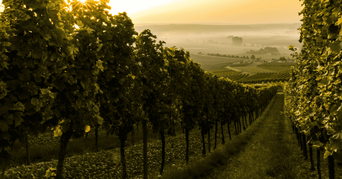 <figcaption class="wp-element-caption">An autumn morning in a Rheinhessen vineyard. <em>Image credit: Sven Wilhelm/Unsplash</em></figcaption>