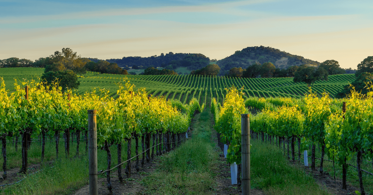 <figcaption class="wp-element-caption">Sonoma, San Francisco, U.S. <em>Image credit: latypova/Gettyimages</em></figcaption>