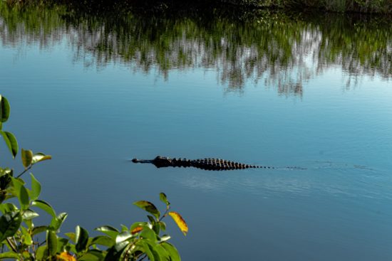 <figcaption class="wp-element-caption">Everglades National Park, Miami, Florida. <em>Image credit: Jonathan Martin Pisfil/Unsplash</em></figcaption>