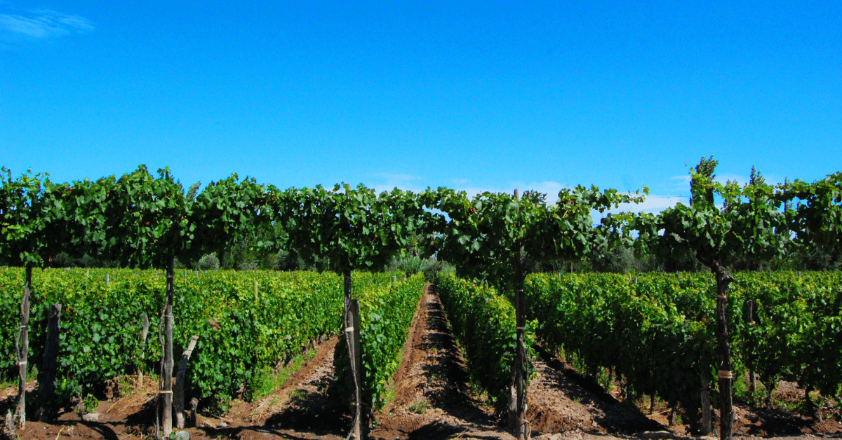 <figcaption class="wp-element-caption">Vineyards in Mendoza. <em>Image credit: Justin De La Ornellas/Flickr</em></figcaption>