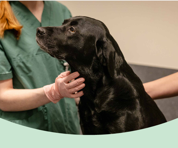 Valfri vaccination 349kr