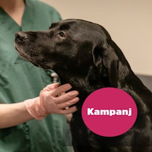 299 kr för nyårskoll – undersökning + lugnande preparat ingår!