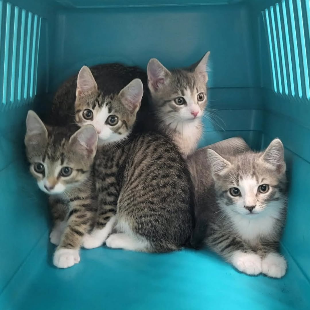 4 kattungar Nyköping