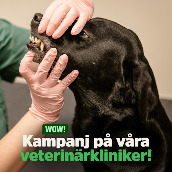 15% på Tandvårdspaket (PTR)