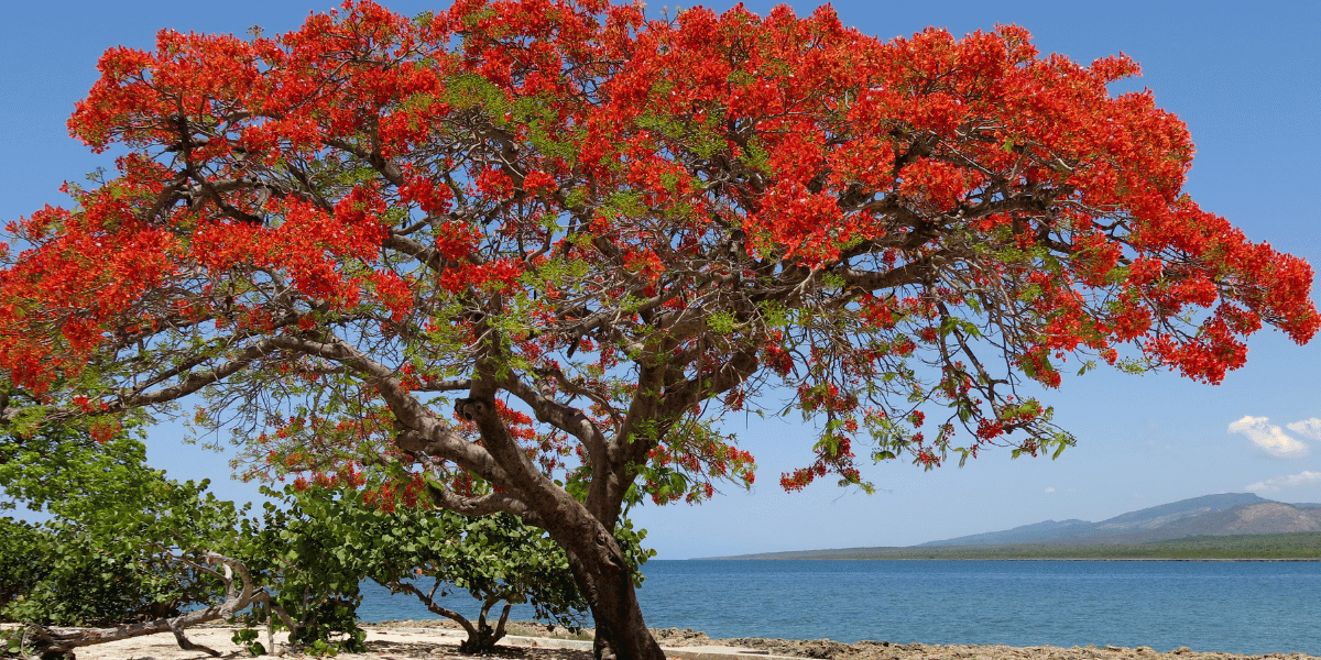 flamboyant martinique
