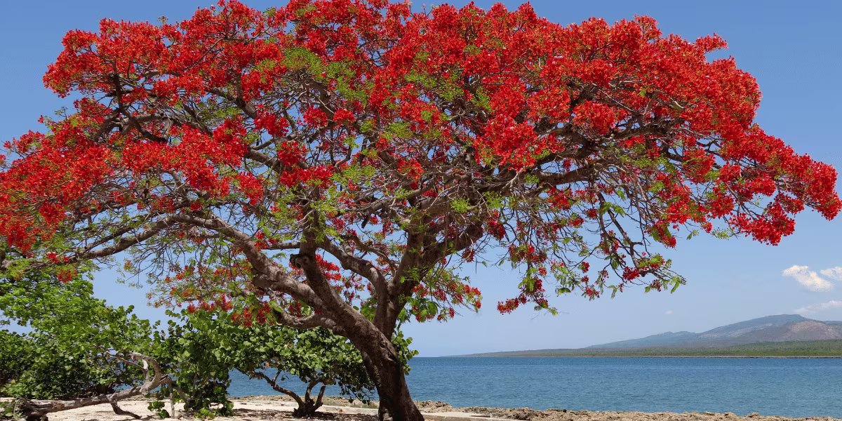flamboyant martinique