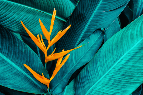 oiseau du paradis fleur location voiture martinique 600x400