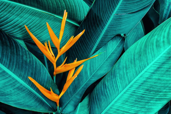 oiseau du paradis fleur location voiture martinique 600x400