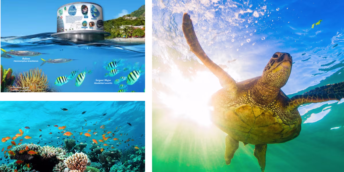 Les Anses d’Arlet – What to see, what to do – The Lakay underwater snorkeling trail located in the village